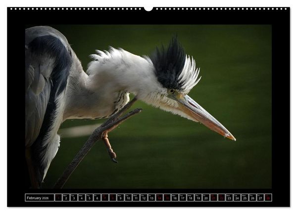 Produktbild: The heron parade (High Quality Premium Wall Calendar 2026 DIN A2 landscape),CALVENDO 12 Month Wall Calendar