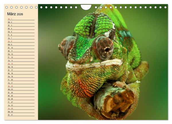 Produktbild: Reptilien. Schlangen, Echsen und Co. (Wandkalender 2026 DIN A4 quer), CALVENDO Monatskalender