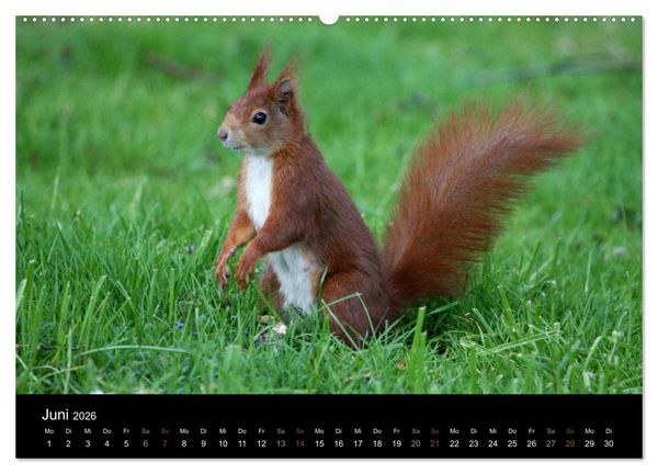 Produktbild: Eichh&ouml;rnchen (hochwertiger Premium Wandkalender 2026 DIN A2 quer), Kunstdruck in Hochglanz