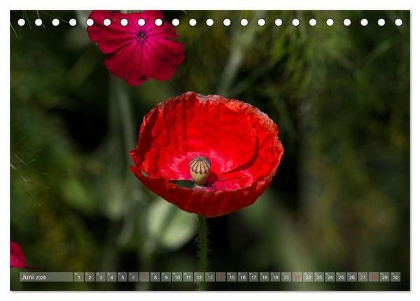 Produktbild: Mohn (Tischkalender 2026 DIN A5 quer), CALVENDO Monatskalender