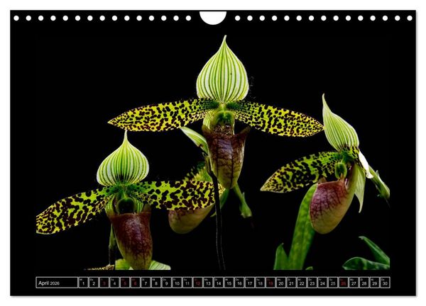 Produktbild: Frauenschuhe - die sch&ouml;nsten Orchideen der Welt (Wandkalender 2026 DIN A4 quer), CALVENDO Monatskalender