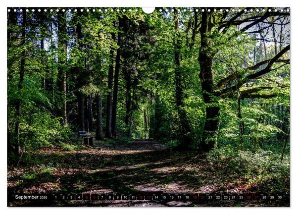 Produktbild: Wege des einfachen Gl&uuml;cks - Spazierg&auml;nge im Wald (Wandkalender 2026 DIN A3 quer), CALVENDO Monatskalender