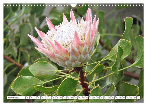 Produktbild: Bl&uuml;tenzauber auf Madeira. Wildblumen und Ziergew&auml;chse (Wandkalender 2027 DIN A3 quer), CALVENDO Monatskalender