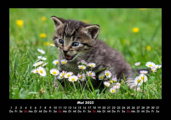 Produktbild: F&uuml;r Katzenfreunde 2025 Fotokalender DIN A3