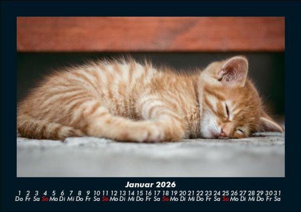 Produktbild: F&uuml;r Katzenfreunde 2026 Fotokalender DIN A5
