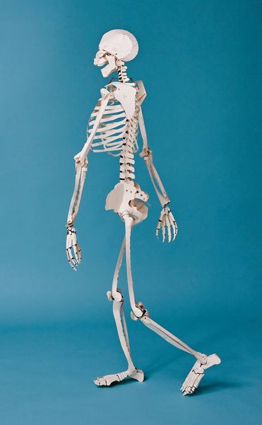 Produktbild: Build Your Own Human Skeleton &ndash; Life Size!