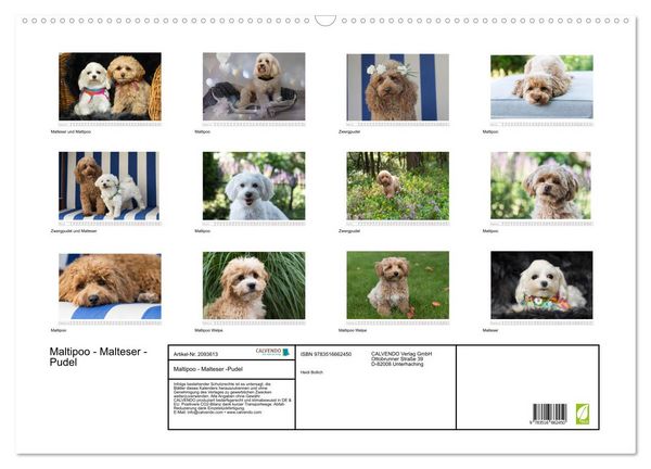 Produktbild: Maltipoo - Malteser -Pudel (Wandkalender 2026 DIN A2 quer), CALVENDO Monatskalender