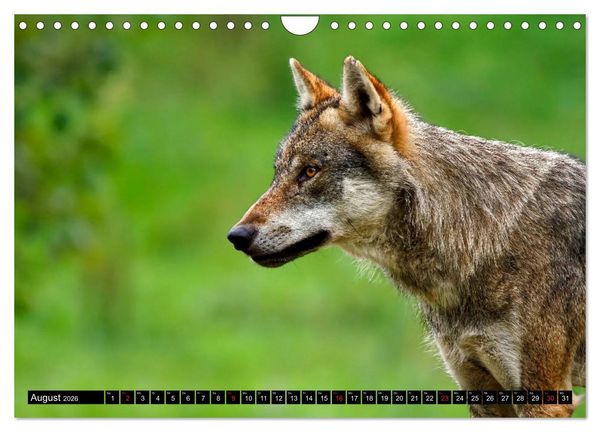 Produktbild: Wildes Deutschland (Wandkalender 2026 DIN A4 quer), CALVENDO Monatskalender
