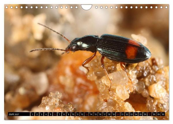 Produktbild: LAUFK&Auml;FER - CARABIDAE (Wandkalender 2027 DIN A4 quer), CALVENDO Monatskalender