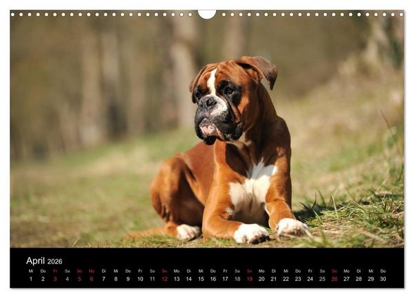 Produktbild: Boxer ? Was sonst ! (Wandkalender 2026 DIN A3 quer), CALVENDO Monatskalender