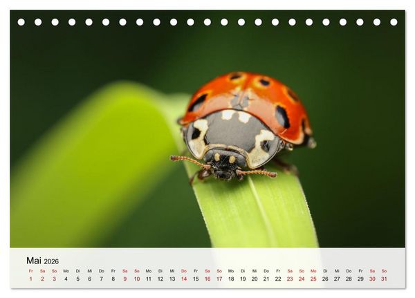 Produktbild: Verborgene Wunder (Tischkalender 2026 DIN A5 quer), CALVENDO Monatskalender