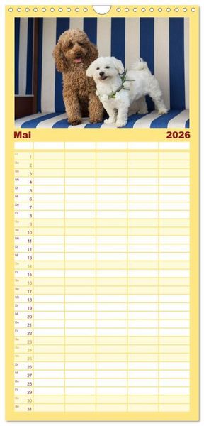 Produktbild: Familienplaner 2026 - Maltipoo - Malteser -Pudel mit 5 Spalten (Wandkalender, 21 x 45 cm) CALVENDO
