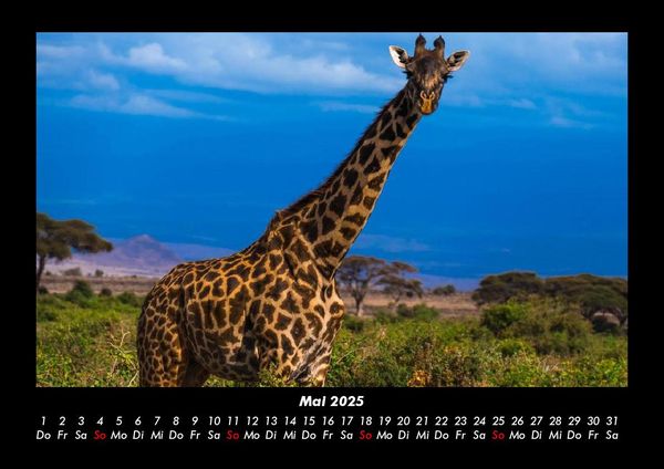 Produktbild: Giraffen 2025 Fotokalender DIN A3