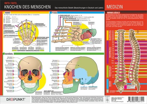 Produktbild: Knochen des Menschen