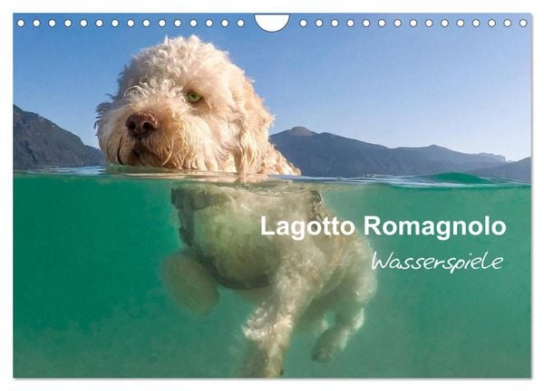 Lagotto Romagnolo - Wasserspiele (Wandkalender 2026 DIN A4 quer), CALVENDO Monatskalender