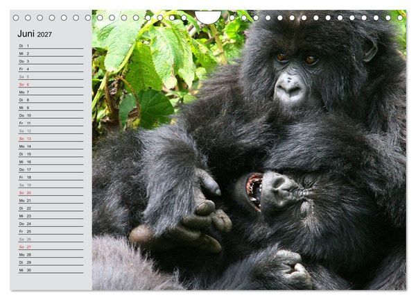 Produktbild: Berggorillas - die sanften Riesen (Wandkalender 2027 DIN A4 quer), CALVENDO Monatskalender