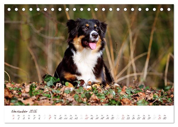 Produktbild: Wunderbare Australian Shepherds (Tischkalender 2026 DIN A5 quer), CALVENDO Monatskalender