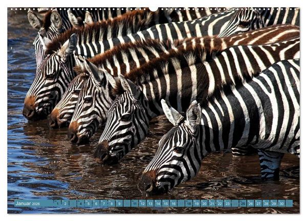 Produktbild: Afrikas Tierwelt: Zebras (hochwertiger Premium Wandkalender 2026 DIN A2 quer), Kunstdruck in Hochglanz