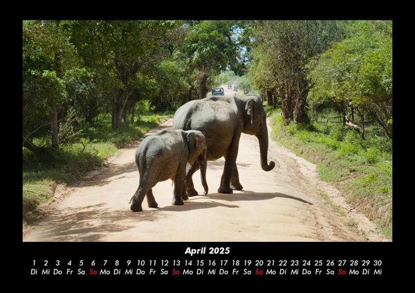Produktbild: Der Elefantenkalender 2025 Fotokalender DIN A3
