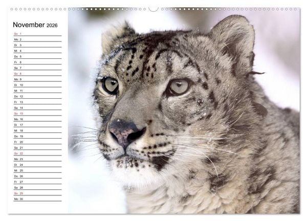 Produktbild: Leoparden. Elegante J&auml;ger (Wandkalender 2026 DIN A2 quer), CALVENDO Monatskalender