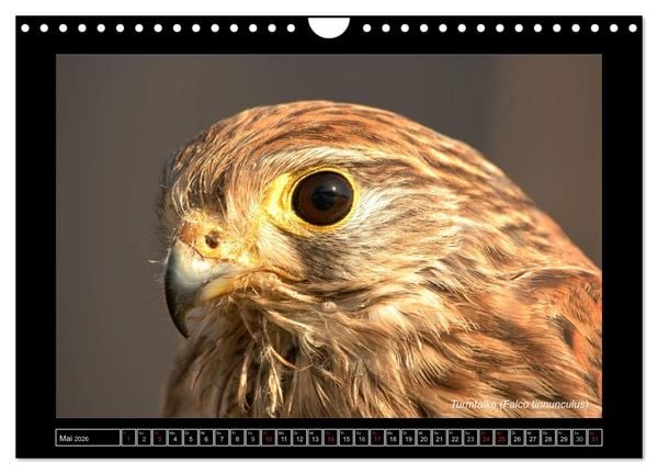 Produktbild: Falken im Flug und im Portr&auml;t (Wandkalender 2026 DIN A4 quer), CALVENDO Monatskalender