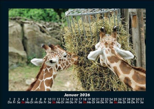 Produktbild: Giraffen 2026 Fotokalender DIN A5