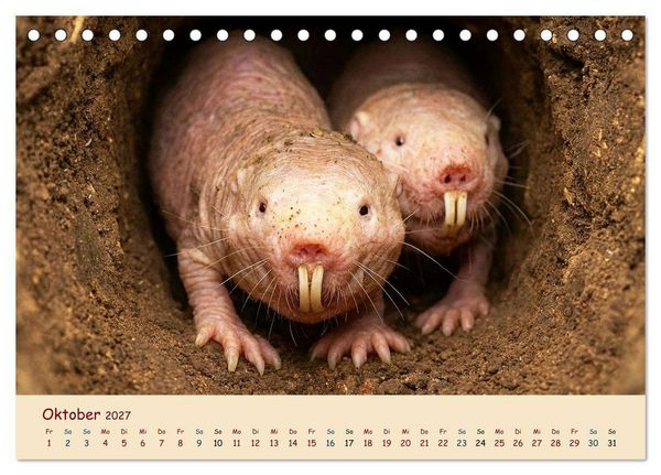 Produktbild: Im Reich der Tunnelbauer - Maulw&uuml;rfe und Nacktmulle, Leben im Verborgenen (Tischkalender 2027 DIN A5 quer), CALVENDO Monatskalender