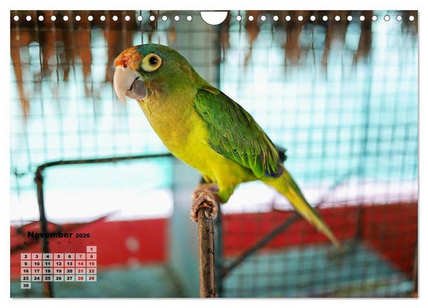 Produktbild: Nicaraguas faszinierende Flora & Fauna (Wandkalender 2026 DIN A4 quer), CALVENDO Monatskalender