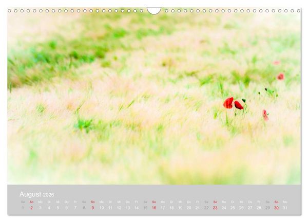 Produktbild: Zauber des Mohns (Wandkalender 2026 DIN A3 quer), CALVENDO Monatskalender