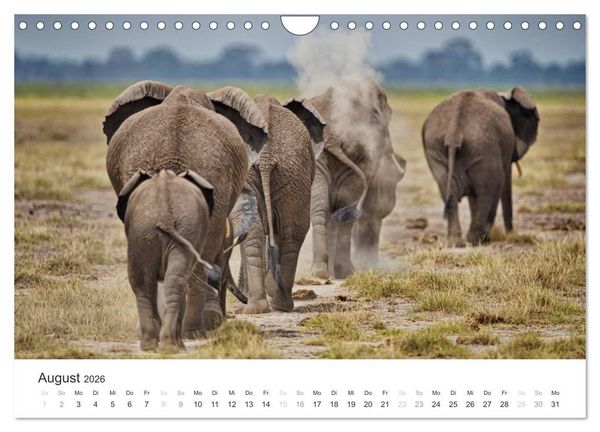 Produktbild: Elefanten - Sanfte Riesen in Afrika (Wandkalender 2026 DIN A4 quer), CALVENDO Monatskalender