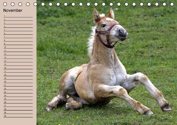 Produktbild: Der Fohlen-Geburtstagskalender (Tischkalender immerw&auml;hrend DIN A5 quer)