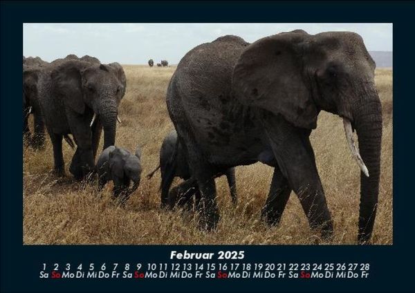 Produktbild: Elefanten - Die sanften Riesen Afrikas 2025 Fotokalender DIN A5