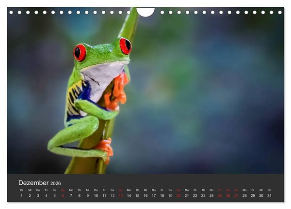 Produktbild: Costa Rica tierisch gut 2026 (Wandkalender 2026 DIN A4 quer), CALVENDO Monatskalender