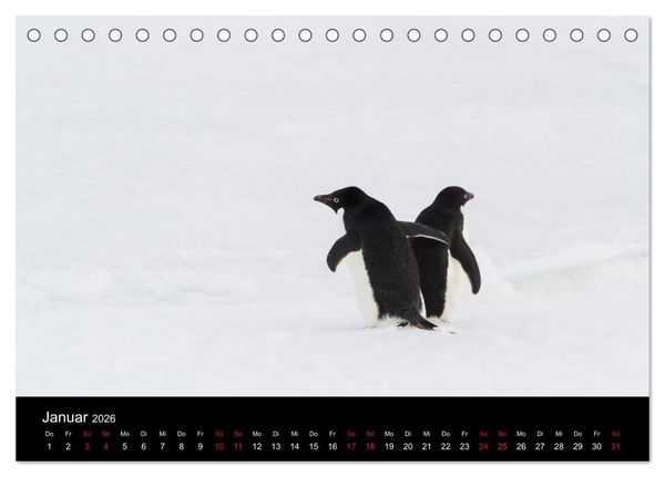 Produktbild: Pinguine - sympathische Fracktr&auml;ger im eisigen S&uuml;den (Tischkalender 2026 DIN A5 quer), CALVENDO Monatskalender