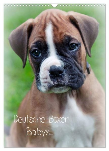 Produktbild: Deutsche Boxer Babys... (Wandkalender 2026 DIN A3 hoch), CALVENDO Monatskalender