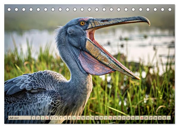 Produktbild: Schuhschnabel Vogel (Tischkalender 2027 DIN A5 quer), CALVENDO Monatskalender