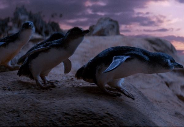Produktbild: Oddball - Retter der Pinguine
