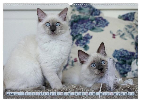 Produktbild: RAGDOLLS Impressionen aus der Kinderstube (hochwertiger Premium Wandkalender 2026 DIN A2 quer), Kunstdruck in Hochglanz