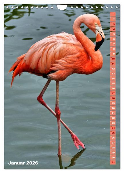 Produktbild: Rosarote Flamingo (Wandkalender 2026 DIN A4 hoch), CALVENDO Monatskalender