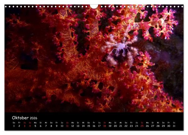 Produktbild: Rotes Meer - Unterwasserimpressionen (Wandkalender 2026 DIN A3 quer), CALVENDO Monatskalender
