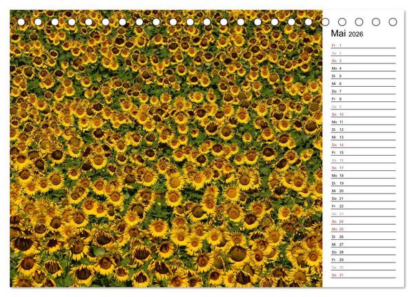 Produktbild: Ein Jahr lang Sonnenblumen (Tischkalender 2026 DIN A5 quer), CALVENDO Monatskalender