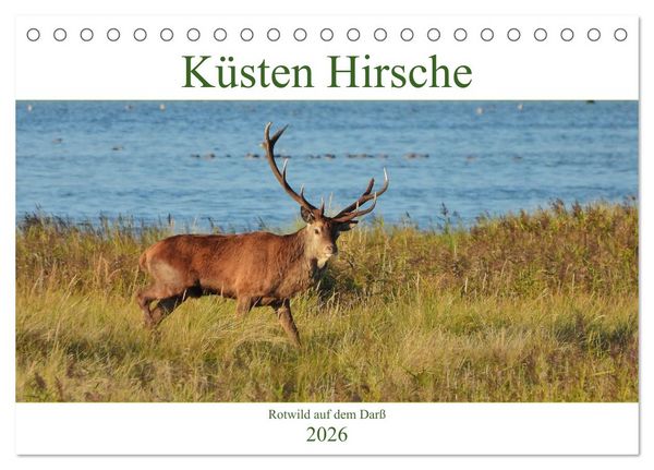 Produktbild: K&uuml;sten Hirsche - Rotwild auf dem Dar&szlig; (Tischkalender 2026 DIN A5 quer), CALVENDO Monatskalender