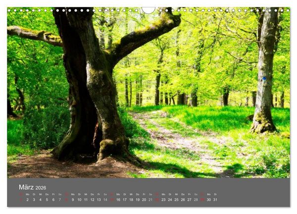 Produktbild: B&auml;ume (Wandkalender 2026 DIN A3 quer), CALVENDO Monatskalender