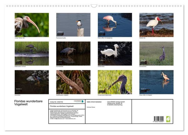 Produktbild: Floridas wunderbare Vogelwelt (Wandkalender 2026 DIN A2 quer), CALVENDO Monatskalender