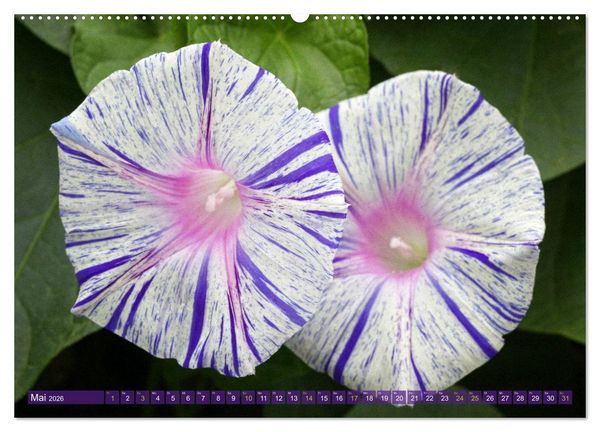 Produktbild: Flower Power - Zauberhafte K&uuml;belpflanzen (Wandkalender 2026 DIN A2 quer), CALVENDO Monatskalender