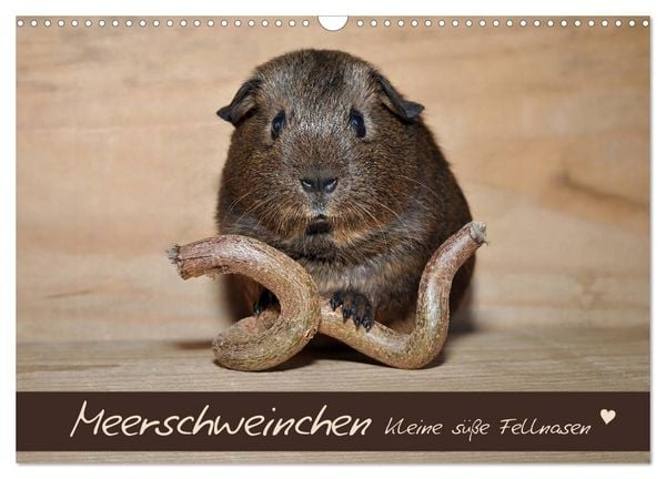 Produktbild: Meerschweinchen - Kleine s&uuml;&szlig;e Fellnasen (Wandkalender 2026 DIN A3 quer), CALVENDO Monatskalender