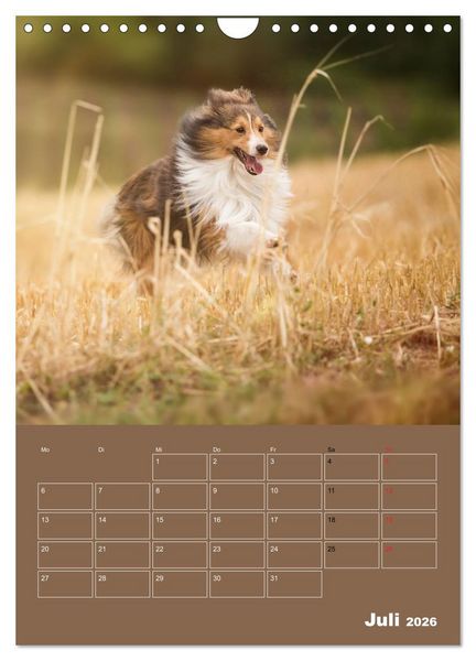 Produktbild: SHELTIES Herzensbrecher auf 4 Pfoten (Wandkalender 2026 DIN A4 hoch), CALVENDO Monatskalender