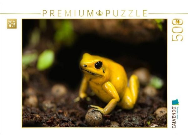 CALVENDO Puzzle Schreckliche Pfeilgiftfrosch (Phyllobates terribilis) | 500 Teile Lege-Größe 48 × 36 cm Foto-Puzzle für Erwachsene