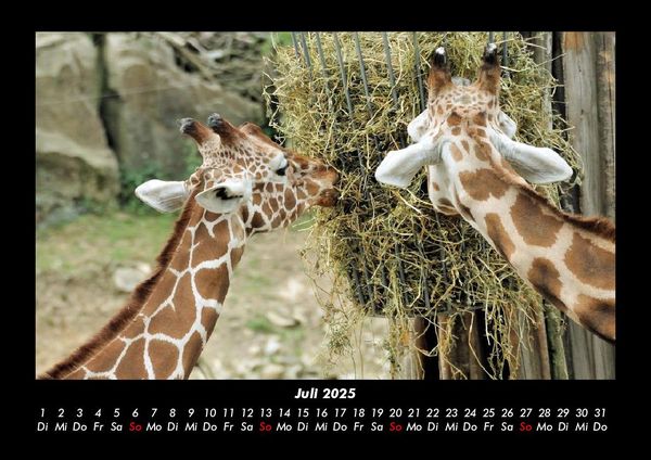 Produktbild: Giraffen 2025 Fotokalender DIN A3