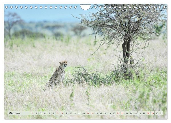 Produktbild: Geparden - schnelle J&auml;ger (Wandkalender 2026 DIN A4 quer), CALVENDO Monatskalender